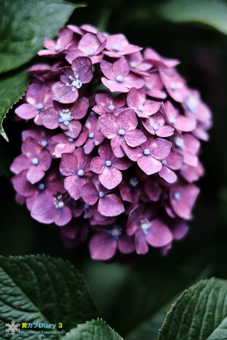 20160615-DSCF3171.jpg