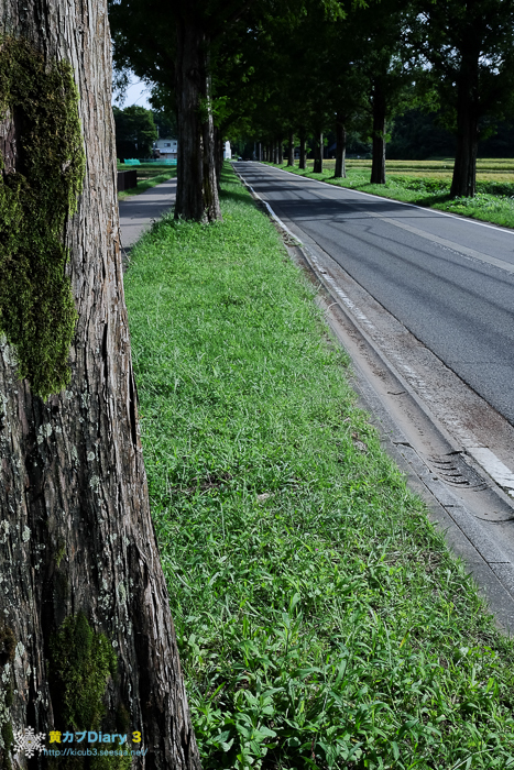 DSCF6167-17.jpg