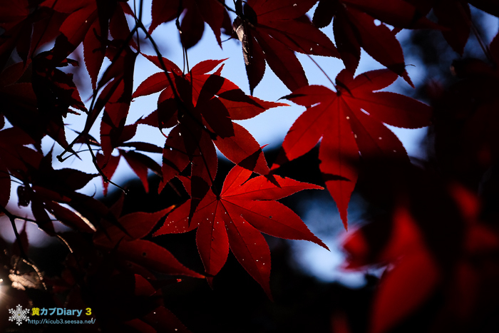 DSCF9544-1.jpg
