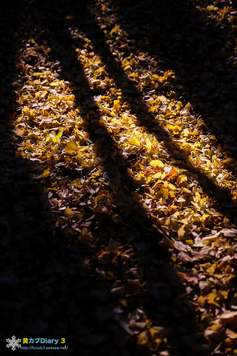 DSCF9579-1.jpg
